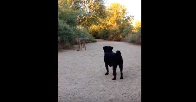[VIDEO] Pug vs. Coyote – You Won’t Believe What Happens!