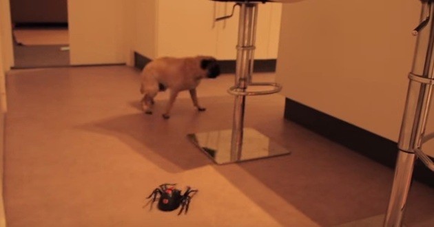 [VIDEO] Pug vs. Spider: Who’s Gonna Win The Battle? LOL!!!!!!