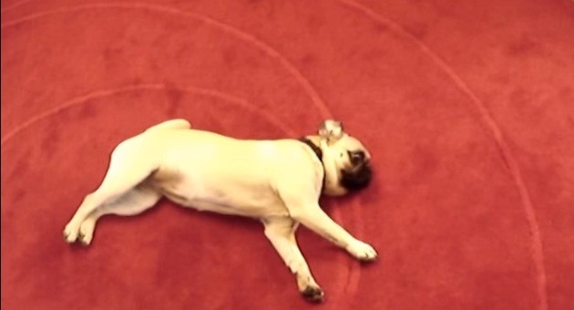 [VIDEO] Wow.. This Pug Playing Dead Is The Best We’ve Ever Seen!