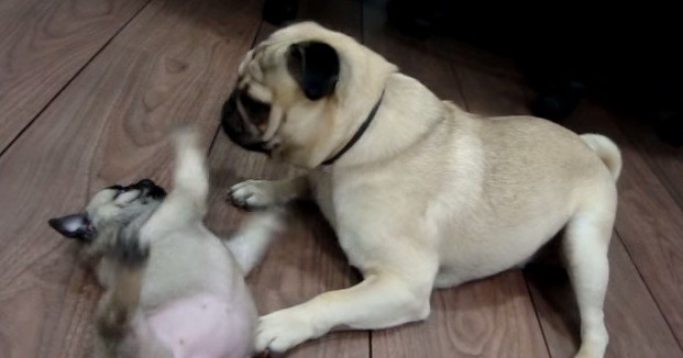 [VIDEO] This Tiny Pug Puppy Won’t Let a Larger Pug Named Homer Steal Her Toys Away!