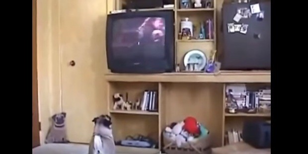 [VIDEO] This Pug Reacting To The Ending Of Homeward Bound Is The Cutest Thing EVER!