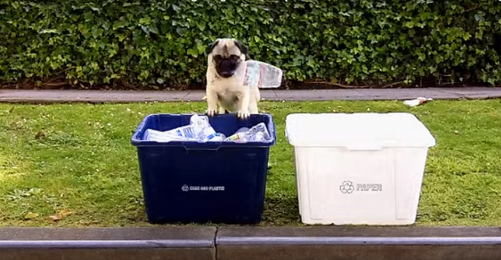 [VIDEO] This Pug Will Show You How EASY Recycling And Going Green Really Is!