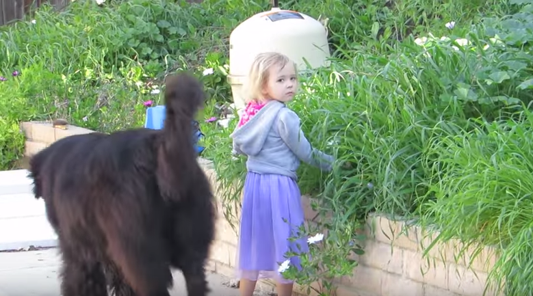 [VIDEO] Heroic Dog Protects Little Girl From Falling In Pool