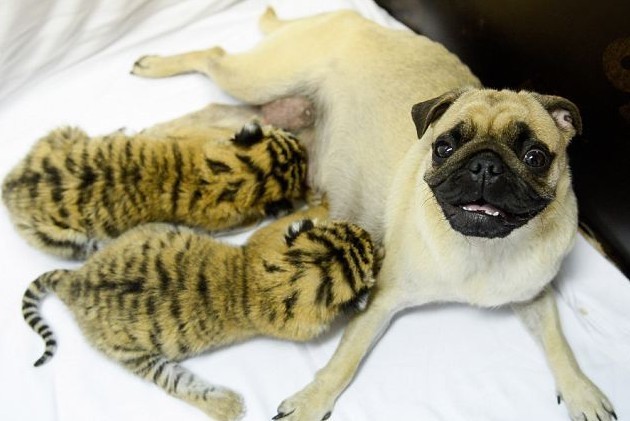These Pugs Play Mom To Tiger Cubs And Its Adorable!