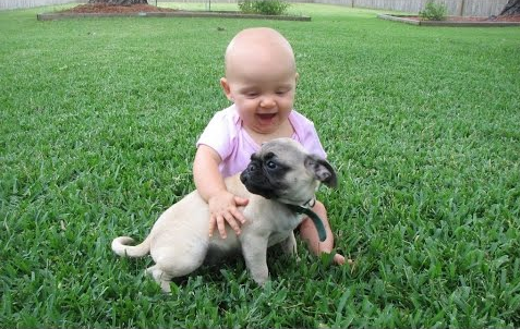 [VIDEO] We’re Dying… This Baby And Pug Video Compilation Is Too Funny!