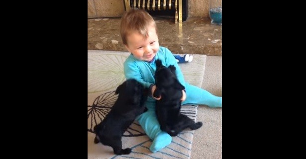 [VIDEO] Watch This Adorable Baby Get ‘Puppy Loved’ By These Adorable Pugs