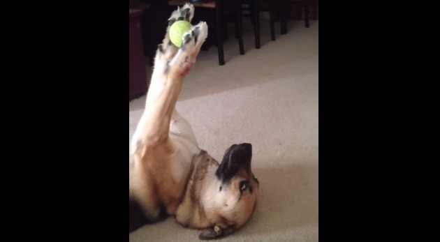 [VIDEO] This Dog Holds His Tennis Ball Like A Human!