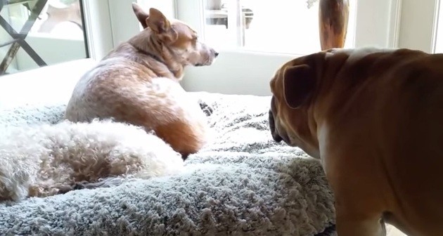 [VIDEO] Watch This Bulldog Throw A HUGE Temper Tantrum To Get His Bed Back… LOL!