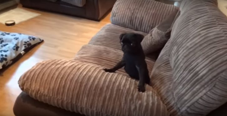 [VIDEO] Batman The Pug FLIPS OUT Over Dinner Time.. So Cute!