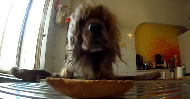[VIDEO] Sneaky Dog Is Determined To Get Treat; But Is Careful Not To Get Caught… LOL!