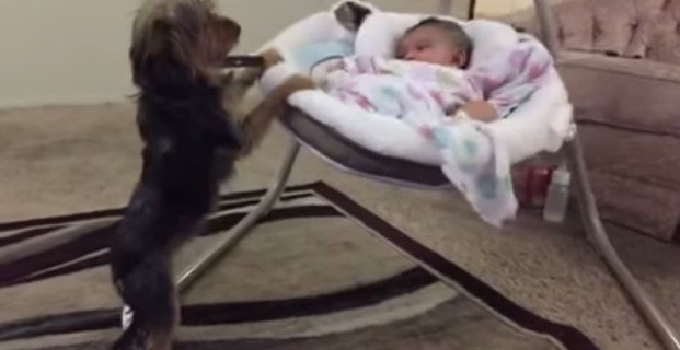 [VIDEO] Little Dog Is A Master At Rocking Baby To Sleep… Priceless!