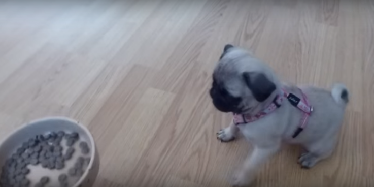 [VIDEO] How To Train Your Puppy To Sit And Wait For Meals!