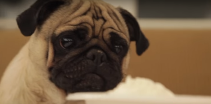 [VIDEO] This Pug Reviewing Food Is Too Cute For Words… LOL!