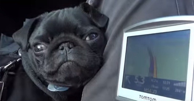 [VIDEO] Batman The Pug’s Reaction To Mom’s Speed Limit Is Hysterical