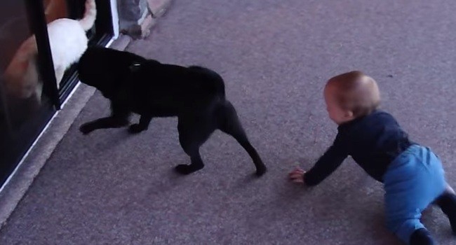 [VIDEO] Watch This Adorable ‘Cat & Dog’ Chase…..With A Baby Following The Two! 