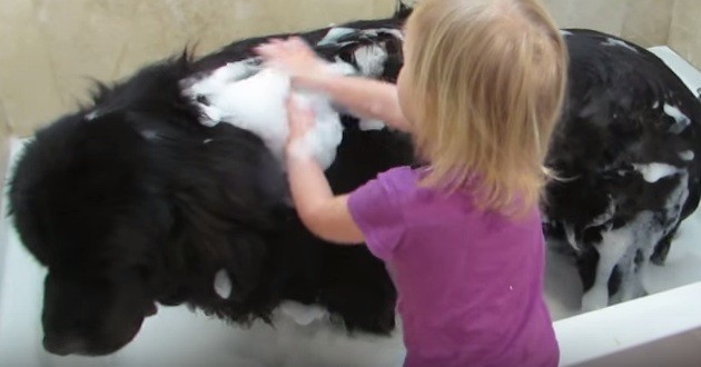 [VIDEO] Adorable Toddler Gives Gentle Giant A Bath While She Sings… So Cute!