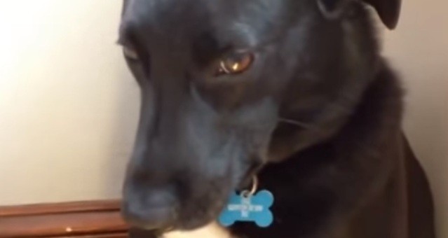 [VIDEO] These Dogs Are Feeling Guilty… And It’s Painfully Cute!