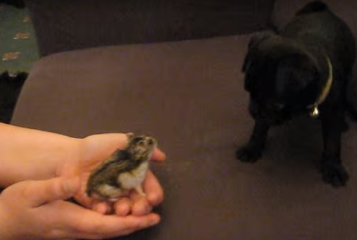 [VIDEO] Pug Puppy Does NOT Want To Be Friends With This Dwarf Hamster… LOL!