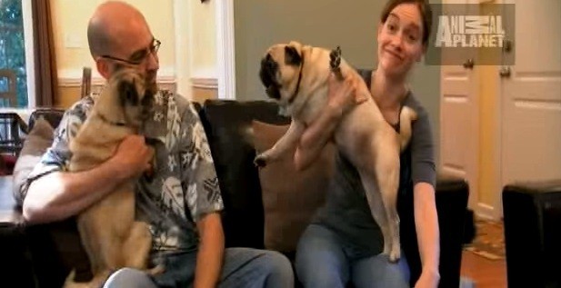 [VIDEO] What GROSS Habit Do All 5 Of These Pugs Have? Watch And See!