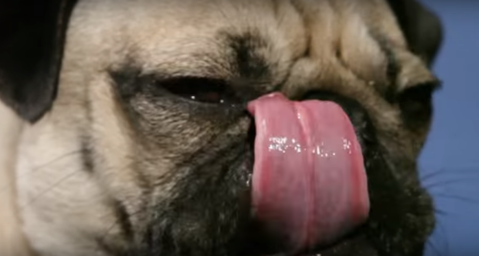 [VIDEO] 9 Exceptions Instagram Makes For Pugs, But Not For People… LOL!