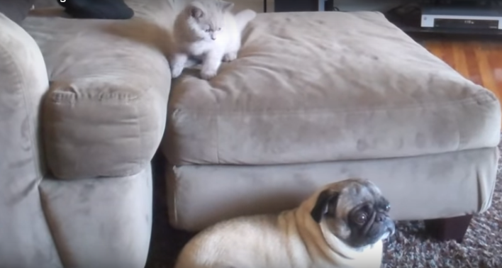 [VIDEO] When Kittens Attack! This Pug’s Reaction Is Priceless….So Good!