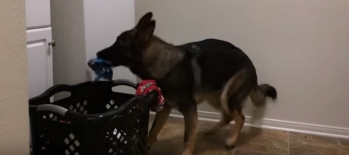 [VIDEO] Watch This Dog Take On Our LEAST Favorite Household Chore.. This Is Amazing!