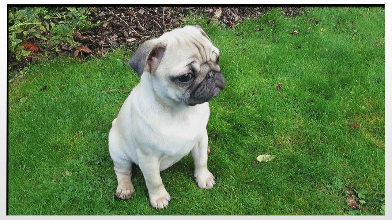 [VIDEO] Ellie The Pug Has A New Teeny Tiny Fur Friend Named Darcie….And We’re In Love!