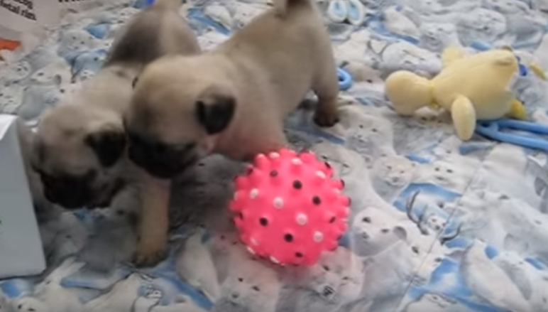 [VIDEO] We Want To Reach Through The Screen And Snuggle These Pug Puppies!
