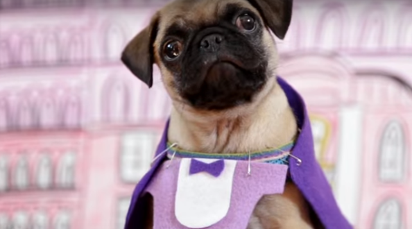 [VIDEO] Pug Puppies Are Hosting The Oscars And It’s The Cutest Thing Ever!