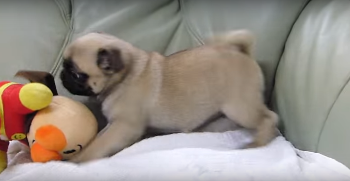 [VIDEO] Watch This Adorable Chubby Pug Puppy Have A Blast With This Plush Toy!