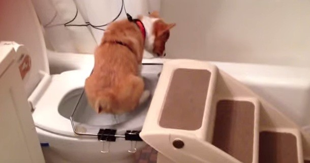 [VIDEO] This Potty Trained Pooch Uses The Toilet Like A Human!