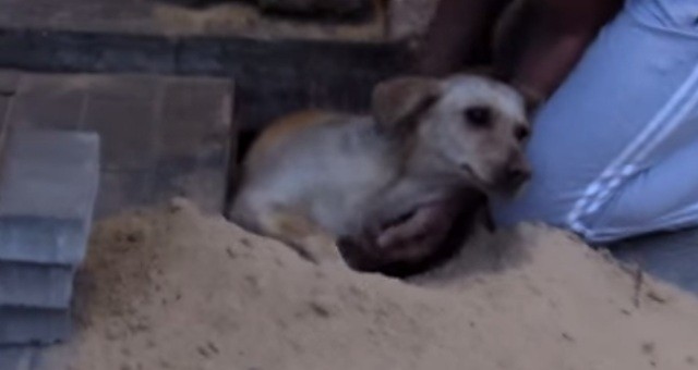 [VIDEO] Incredible Dog Rescue! Thank Goodness For This Good Samaritan