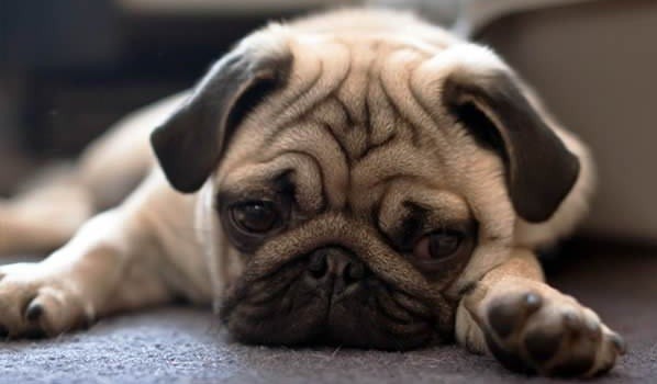 These Pugs Have Mastered The Art Of Looking Sad… And It’s The Cutest Thing Ever!