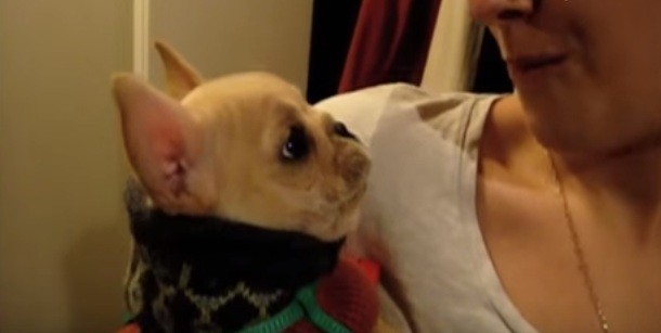 [VIDEO] Umm… Did This French Bulldog Puppy Just Say What We Think He Said?