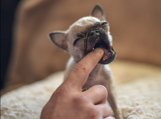 Is This The Smallest Pug In Existence? So Tiny And Adorable – We’re Dying!