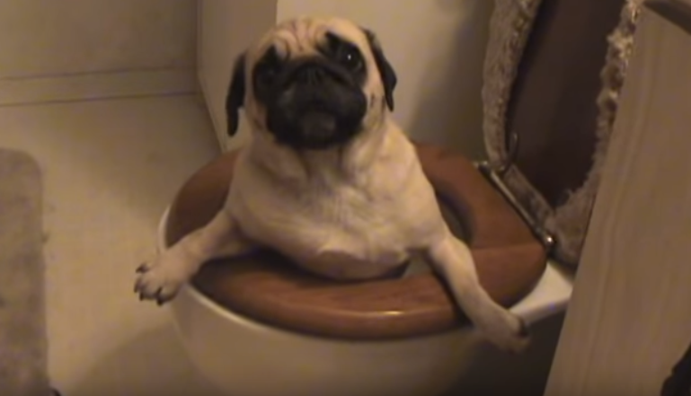 [Video] FUNNY Video of Poor Pug Stuck In a Toilet!