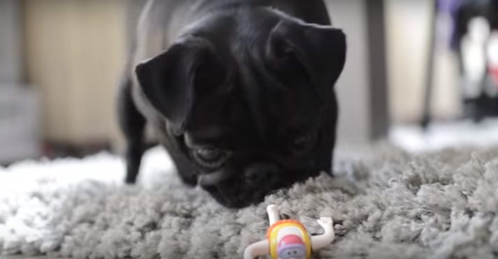 [VIDEO] This Pug Discovers A New Toy On The Floor And His Reaction Is Priceless