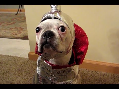 [VIDEO] BEST Video Of Dogs Wearing Costumes.. You Gotta See The Bumble Alien!