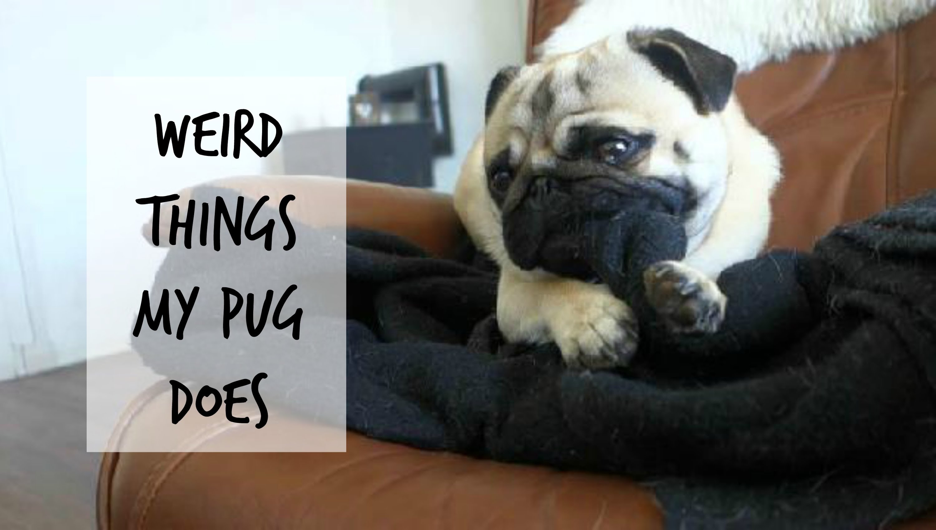 [VIDEO] Does Your Pug Have These WEIRD Habits?