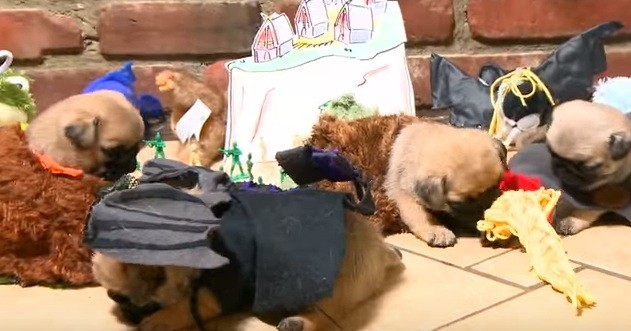 [VIDEO] How To Train Your Dragon… Pug Puppy Edition!