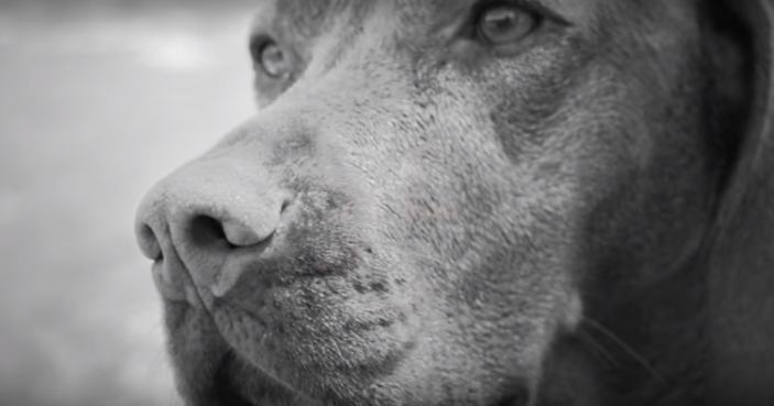 [VIDEO] The Science Of How Dogs See… This Is Fascinating!