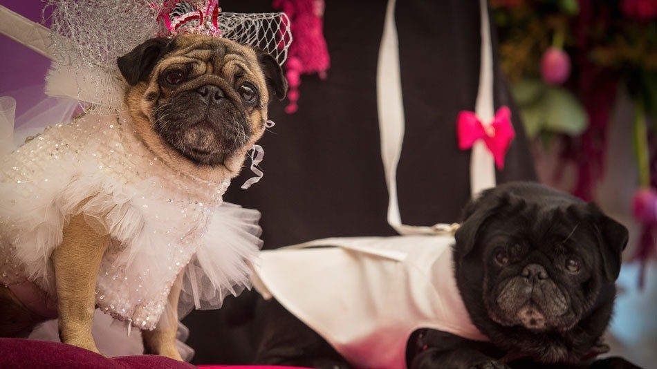 These Two Pugs Got Married And It’s The Cutest Thing Ever!