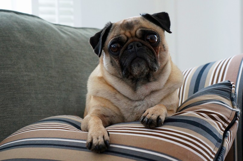 Cute Pug Facts Every Pug Lover Needs To Know!