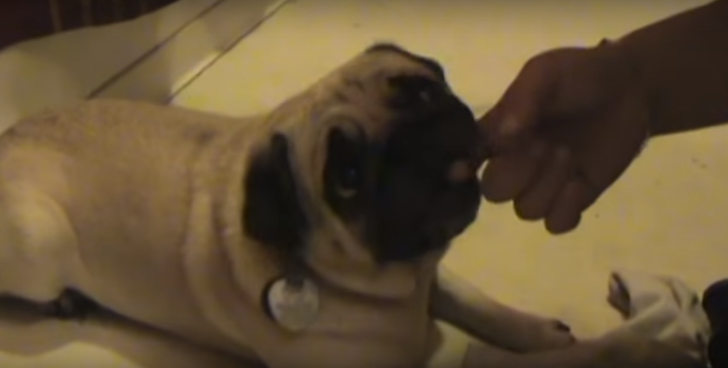 [VIDEO] This Hilarious ‘Warning About Pugs’ Video NEEDS To Be Seen!