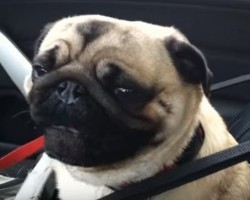 [VIDEO]  When Captain the Pug Visits His Favorite Store His Reaction Will Blow You Away!