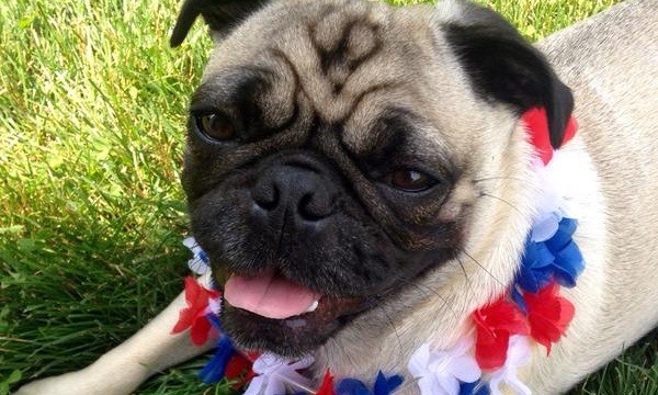 Humphrey the pug