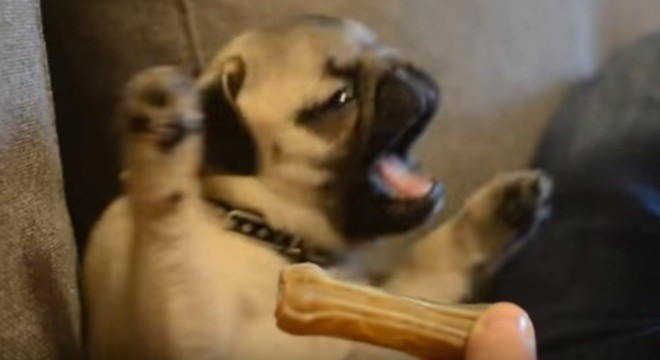 [Video] Pug Puppy is SO Excited About Her First Bone… And Her Reaction is Comical