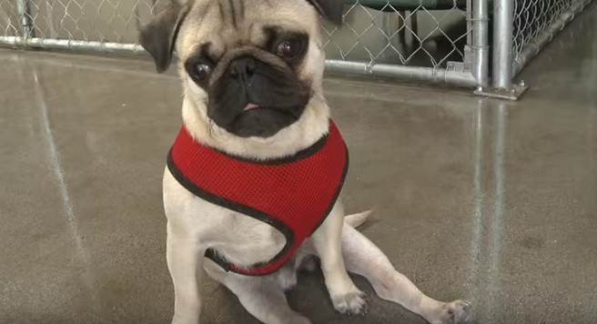 Paralyzed Pug Inspires All With His Remarkable Story of Never Giving Up!