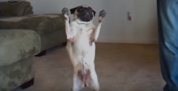 pug dance