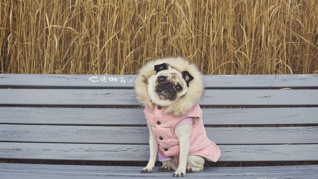 7 Pugs That Are All Dressed Up and Ready for Winter